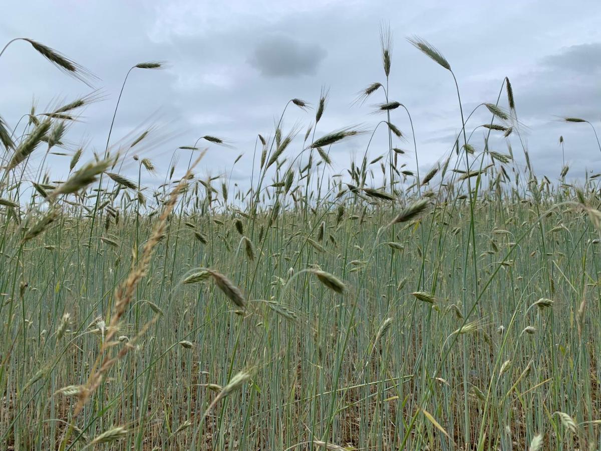 Gite De Beausoleil La Romieu Eksteriør bilde